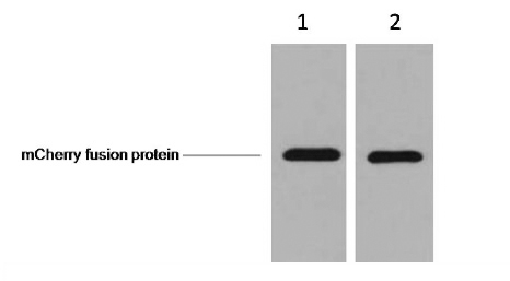 mCherry-Tag Mouse Monoclonal A