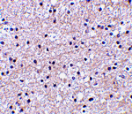 IEX-1 Antibody