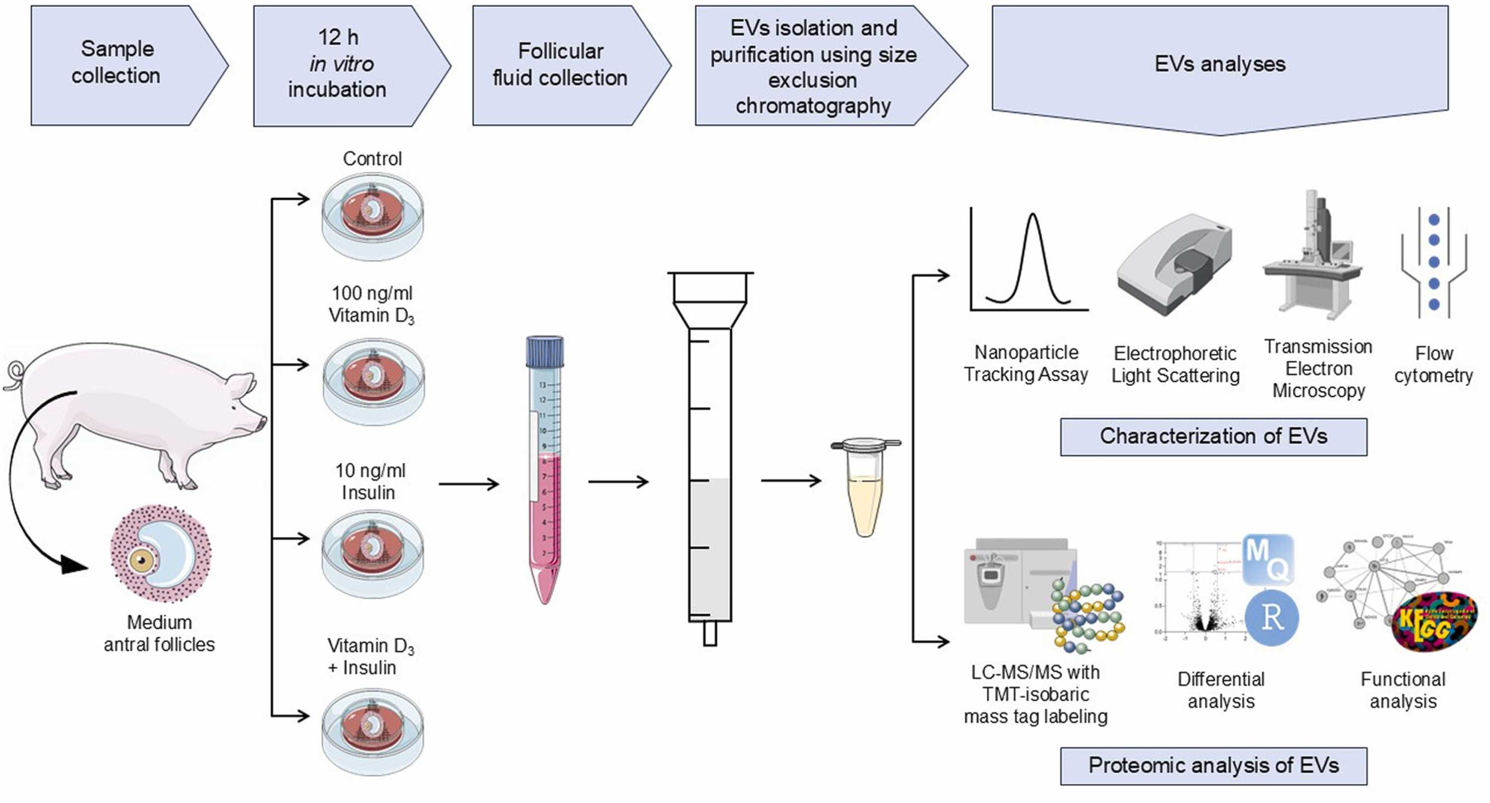 ApogeeFlow纳米流式仪文章分享,波兰的研究团队发表在Reproductive Biology 上名为 “Vitamin D3 and insulin treatment affects porcine follicular fluid-derived extracellular vesicles characteristics and proteome cargo” ....