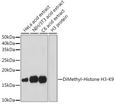 Histone H3K9me2 Polyclonal Ant