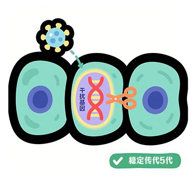 基因干扰稳转细胞株