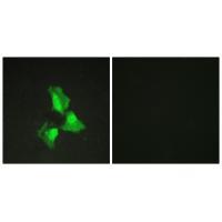 TNAP3 Antibody