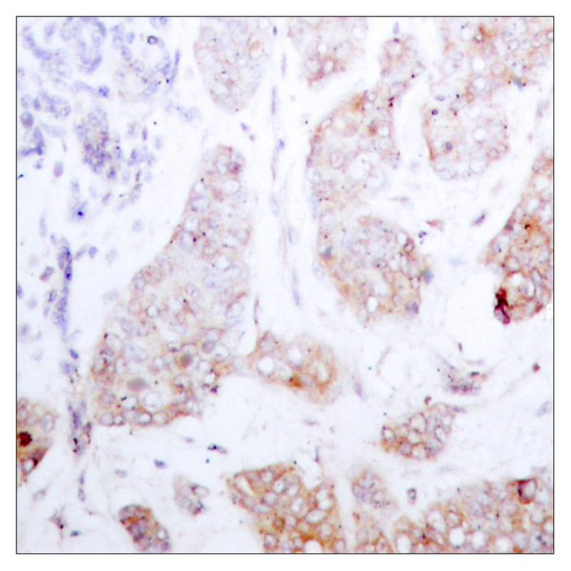 Raf1  Antibody