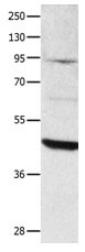 DUSP4 Antibody