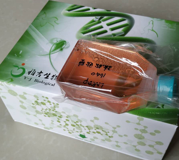 小鼠胰腺癌细胞LTPA培养过程