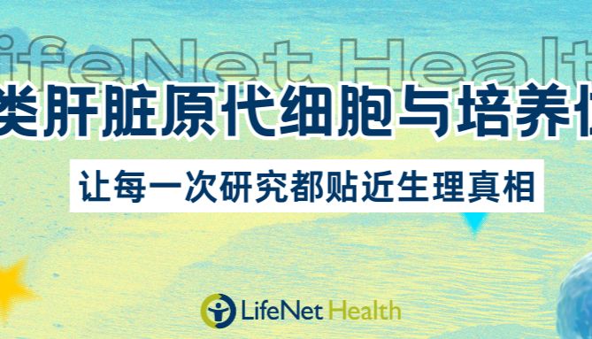LifeNet Health人类肝脏原代细胞与培养体系：让每一次研究都贴近生理真相