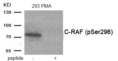 C-RAF (Phospho-Ser296) Antibod