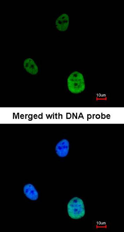 SNRK antibody