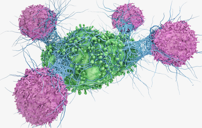 流式实验秘籍：3种巨噬细胞极化方案！（建议收藏）