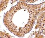 RGPD5 Antibody