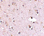 POLR3F Antibody