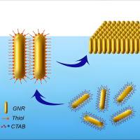 金纳米棒包载质粒DNA（pDNA） pDNA@AuNRs
