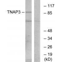 TNAP3 Antibody