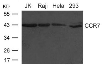 CCR7(CD197) Antibody