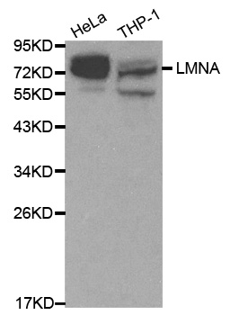 LMNA Antibody