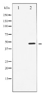 Cyclin E1 Antibody