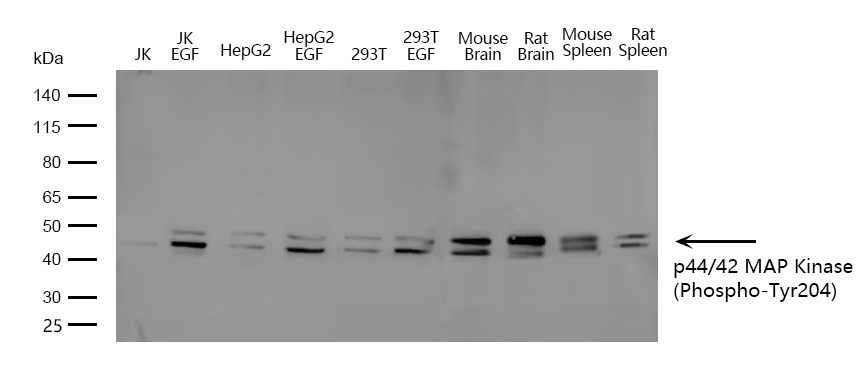 p44/42 MAP Kinase(Phospho-Tyr2