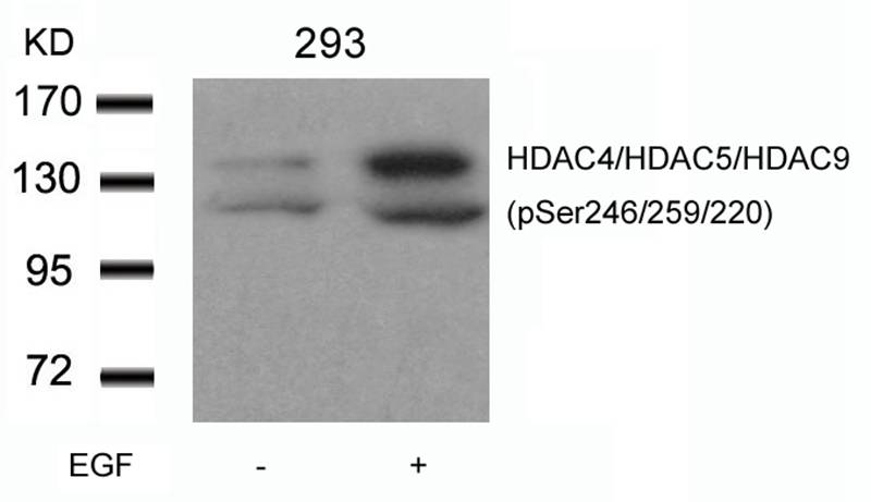 HDAC4/HDAC5/HDAC9(phospho-Ser2