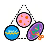 腺相关病毒包装