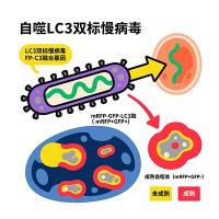 自噬LC3双标慢病毒