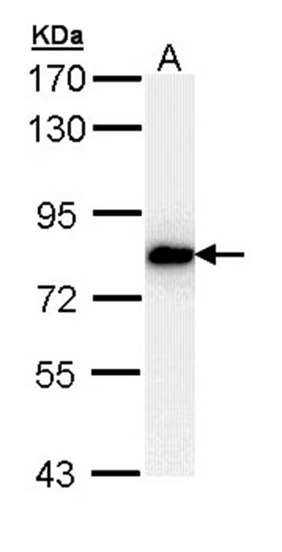 SNRK antibody