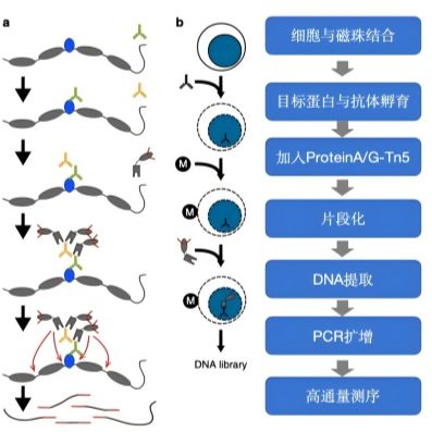 CUT&Tag建库试剂盒（GeneRulor CUT&Tag Library Prep Kit for Illumina）