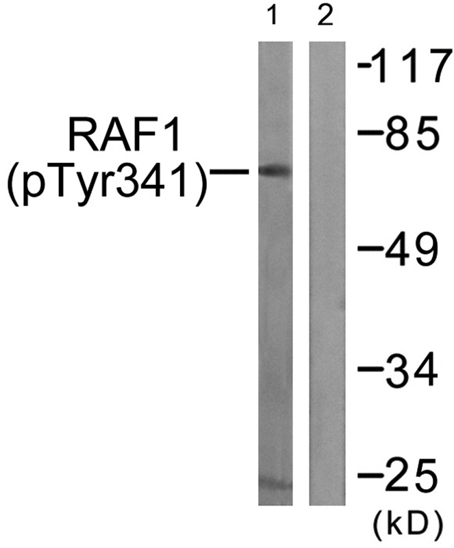 C-RAF (Phospho-Tyr341) Antibod