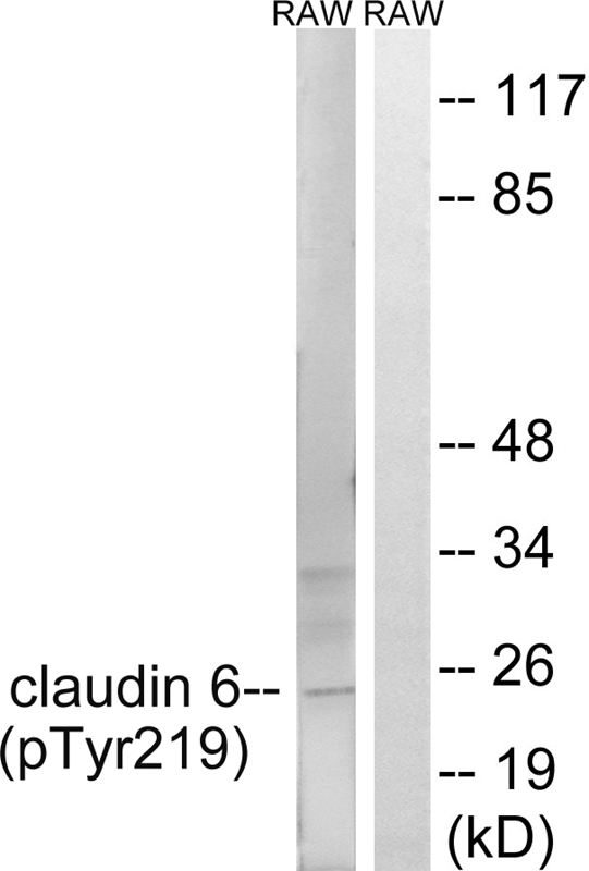 Claudin 6 (Phospho-Tyr219) Ant