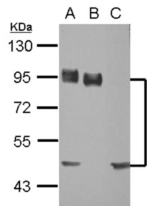 CD44 antigen isoform 4 antibod