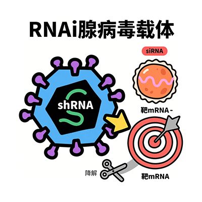 RNAi腺病毒