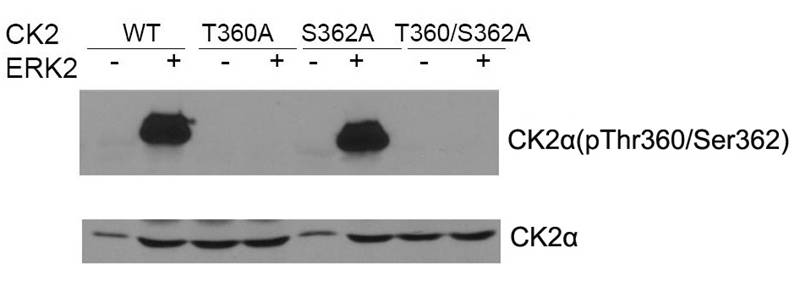 CK2a(phospho-Thr360/Ser362) An