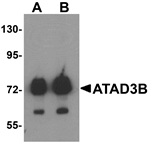 ATAD3B Antibody