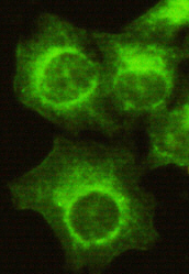 CDK4(N-term) Monoclonal Antibo