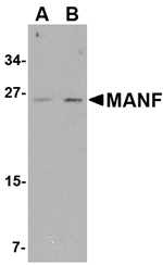 MANF Antibody