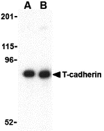 T-cadherin Antibody