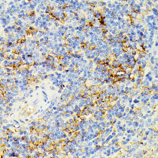 ECE1 Antibody