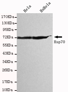 HSPA1A Monoclonal Antibody
