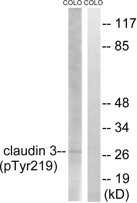 Claudin 3 (Phospho-Tyr219) Ant