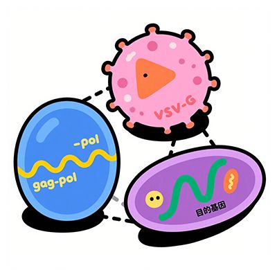 第三代慢病毒包装系统