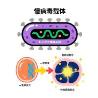 LUC荧光素酶病毒