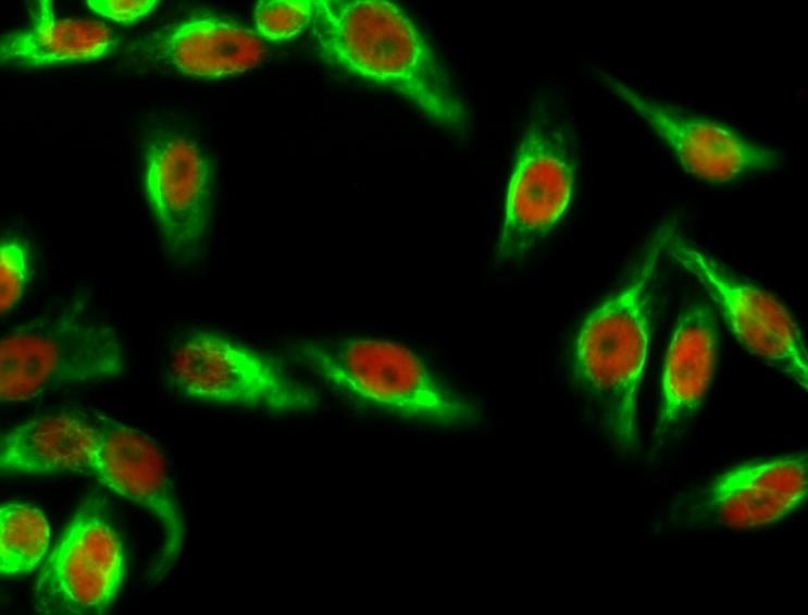 AMPKα1/AMPKα2(Phospho-Thr183/T
