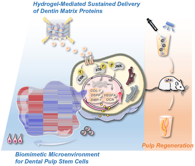 文献解析|再生性牙髓治疗的创新策略：基于组织特异性发育信号持续释放的水凝胶仿生微环境