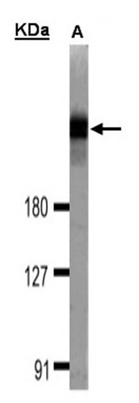 DOCK 180 antibody