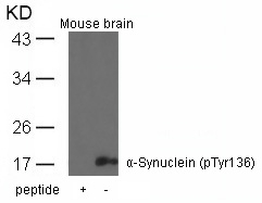 a-Synuclein(Phospho-Tyr136) An