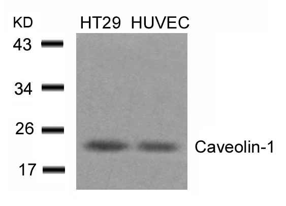 Caveolin-1  Antibody