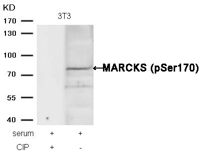 MARCKS(phospho-Ser170) Antibod