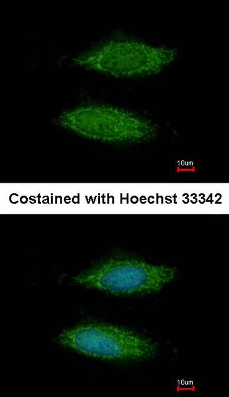 hypothetical protein LOC283129
