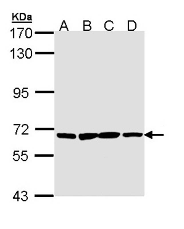 PAN3 antibody