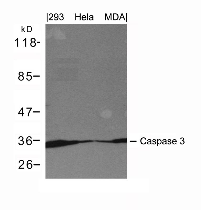 Caspase 3 Antibody