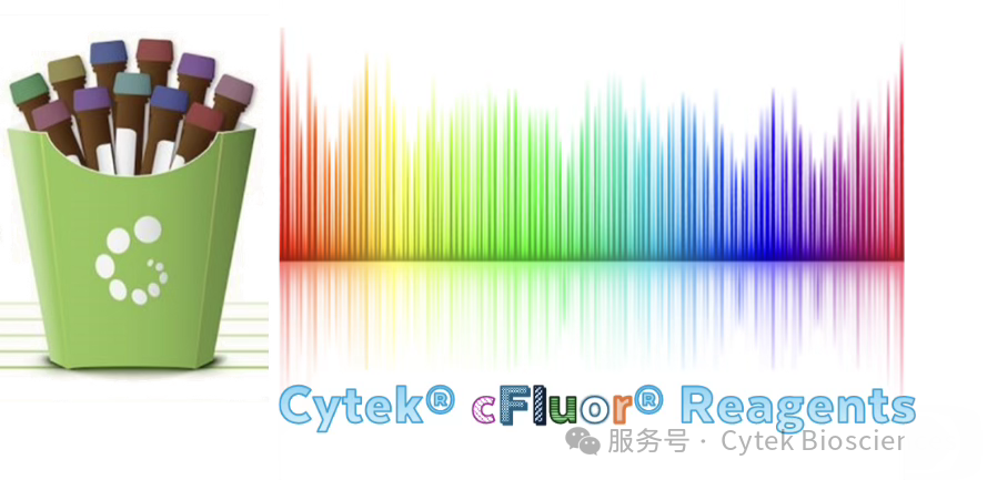 1管搞定！22色Cytek® cFluor®方案实现T细胞亚群表型与功能全维度检测